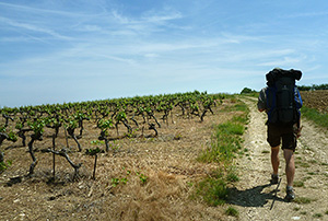 Vigne de Gaillacois