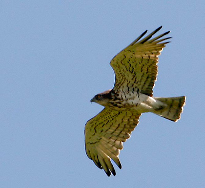 Des oiseaux au long du chemin