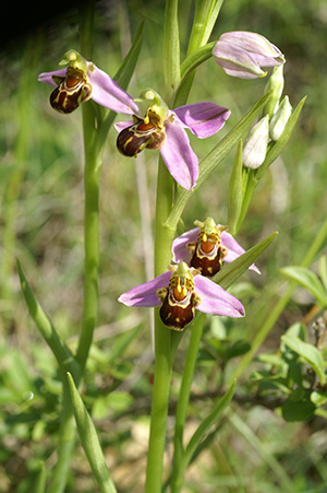 Ophrys Apifera